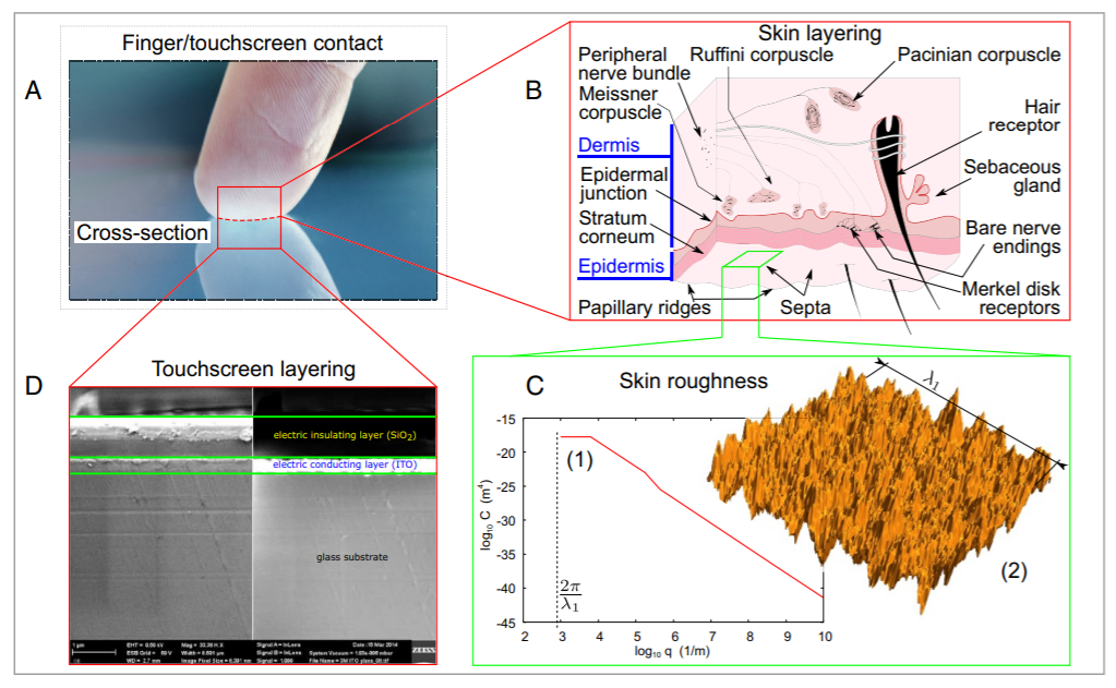 Human Finger and a Touchscreen Under Electroadhesion